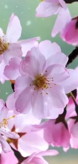 Cherry blossom wallpaper with pink flowers in soft focus.