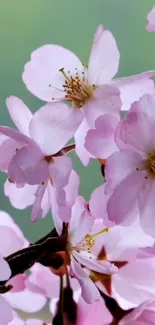 Cherry blossom branches with pink flowers on a light background.