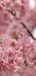 Soft pink cherry blossoms in full bloom on a tree branch.