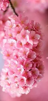 Cherry blossom wallpaper with vibrant pink flowers.