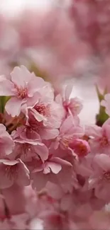 Cherry blossom close-up with pink petals, perfect for a floral mobile wallpaper.