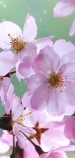 Cherry blossoms with pink petals against a green background, sparkling in sunlight.