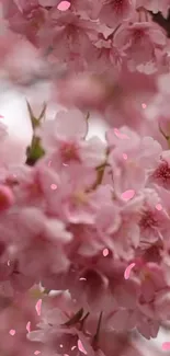 Cherry blossom wallpaper with pink flowers in full bloom.