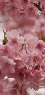 Pink cherry blossom flowers in full bloom wallpaper.