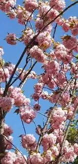 Cherry blossoms blooming against a blue sky.