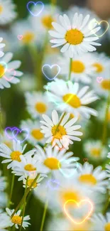 Close-up of daisies with white petals and yellow centers in a lush green field.