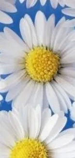 White daisies with yellow centers on a blue sky background.