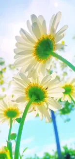 Daisies reaching up towards a vibrant blue sky under sunlight.