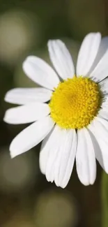 White daisy with yellow center on a blurred background.