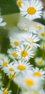 White daisies with yellow centers in a nature wallpaper.