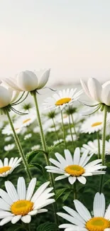 Tranquil daisy field under a clear sky, creating a serene and beautiful mobile wallpaper.