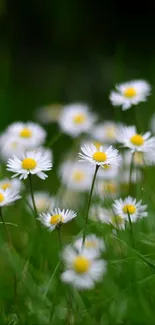 Field of daisies with green grass, perfect for mobile wallpaper.