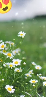 Field of daisies with heart eyes emoji and green landscape.