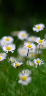 Wallpaper of a lush green field with blooming white daisies.