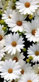 Close-up of white daisy flowers with green buds as phone wallpaper.