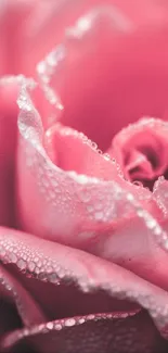 Close-up of a pink rose with dewdrops on petals as mobile wallpaper.