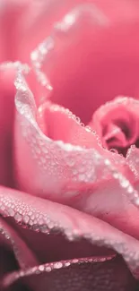 Close-up of dewy pink rose petals with water droplets.