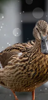 Close-up of a duck with a bokeh background.