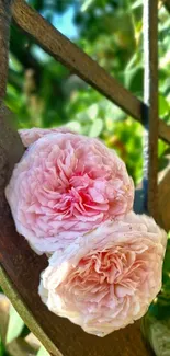 Close-up of pink roses on a rustic trellis.