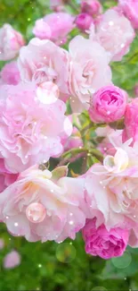 Vibrant pink roses in full bloom, perfect for a floral phone wallpaper.