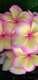 Frangipani flowers with pink and yellow petals and green leaves.