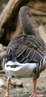 A graceful goose in its natural habitat with detailed feather patterns.