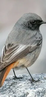 Close-up of a grey bird perched on a textured stone background.