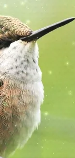 Close-up of a beautiful hummingbird on a green background.