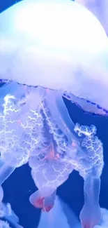 Jellyfish swimming in vibrant blue ocean water, showcasing its delicate tentacles.