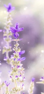 Purple flowers with soft focus effect.