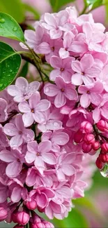 Close-up of vibrant pink lilac blossoms with lush green leaves.