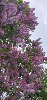 Lilac blossoms under a clear sky, creating a serene mobile wallpaper.