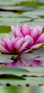 Vibrant pink lotus blossoms with lush green leaves on water surface.