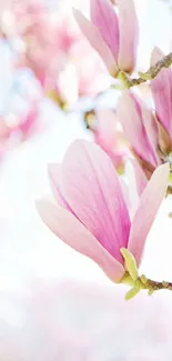 Elegant pink magnolia blossoms on a branch against a light background.