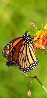 Monarch butterfly on vibrant flowers wallpaper with green background.