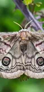 Close-up of a moth on green leaves, nature wallpaper.