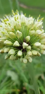 Close-up of a white flower on green background.