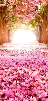 A vibrant pink blossom pathway with trees arching beautifully overhead.