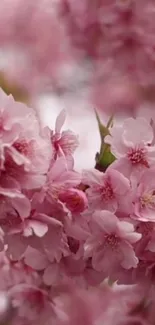 Mobile wallpaper featuring pink blossoms with soft petals in a spring setting.