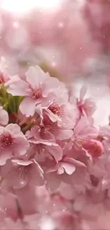 Pink cherry blossoms wallpaper with soft petals.