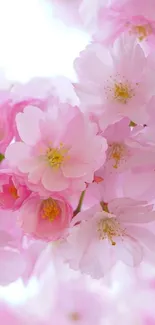 Beautiful pink cherry blossoms in full bloom against a clear sky.