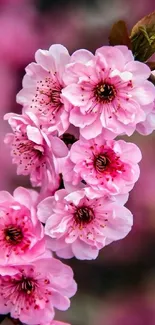 Pink cherry blossoms in full bloom, close-up view.