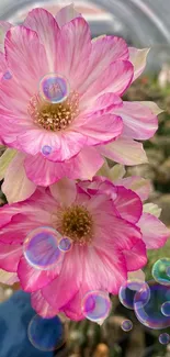 Pink cactus flowers in greenhouse setting, ideal for nature lovers.