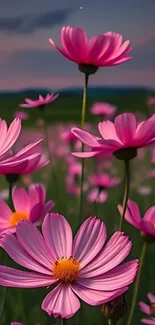 Pink cosmos flowers blooming under twilight skies.