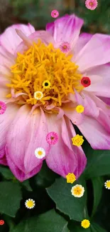 A beautiful pink dahlia flower with green leaves in focus.