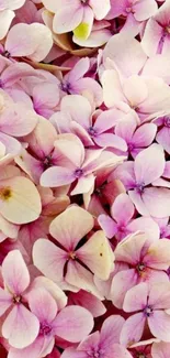 Soft pink hydrangea flowers create a peaceful mobile wallpaper.