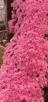 Vibrant pink floral cascade on display.