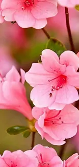 Vibrant pink flower blossoms in full bloom on a mobile wallpaper.