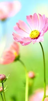 A vibrant pink flower in full bloom with a pastel blue sky.