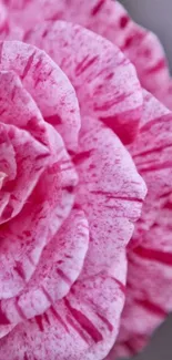 Close-up of a pink flower with intricate petals.